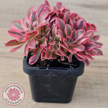 Load image into Gallery viewer, Aeonium &#39;Pink Witch&#39; Crest

