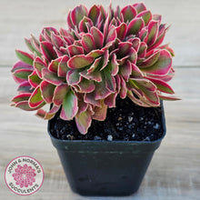 Load image into Gallery viewer, Aeonium 'Pink Witch' Crest
