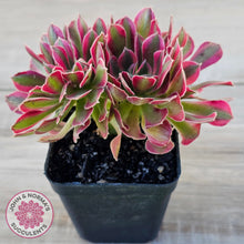 Load image into Gallery viewer, Aeonium 'Pink Witch' Crest

