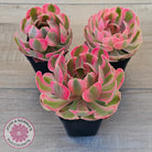 Aeonium 'Pink Witch'