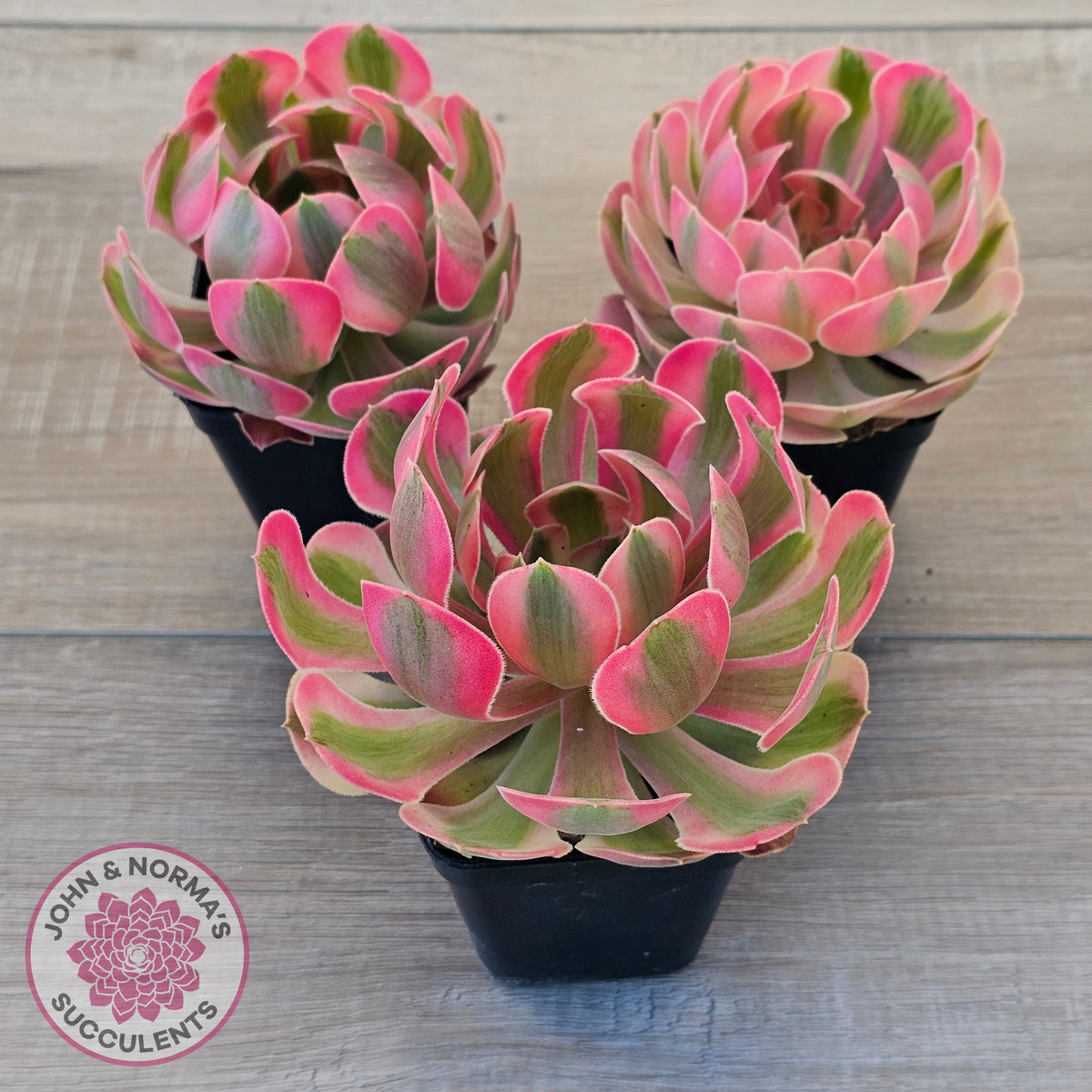 Aeonium 'Pink Witch'