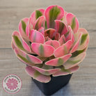 Aeonium 'Pink Witch'