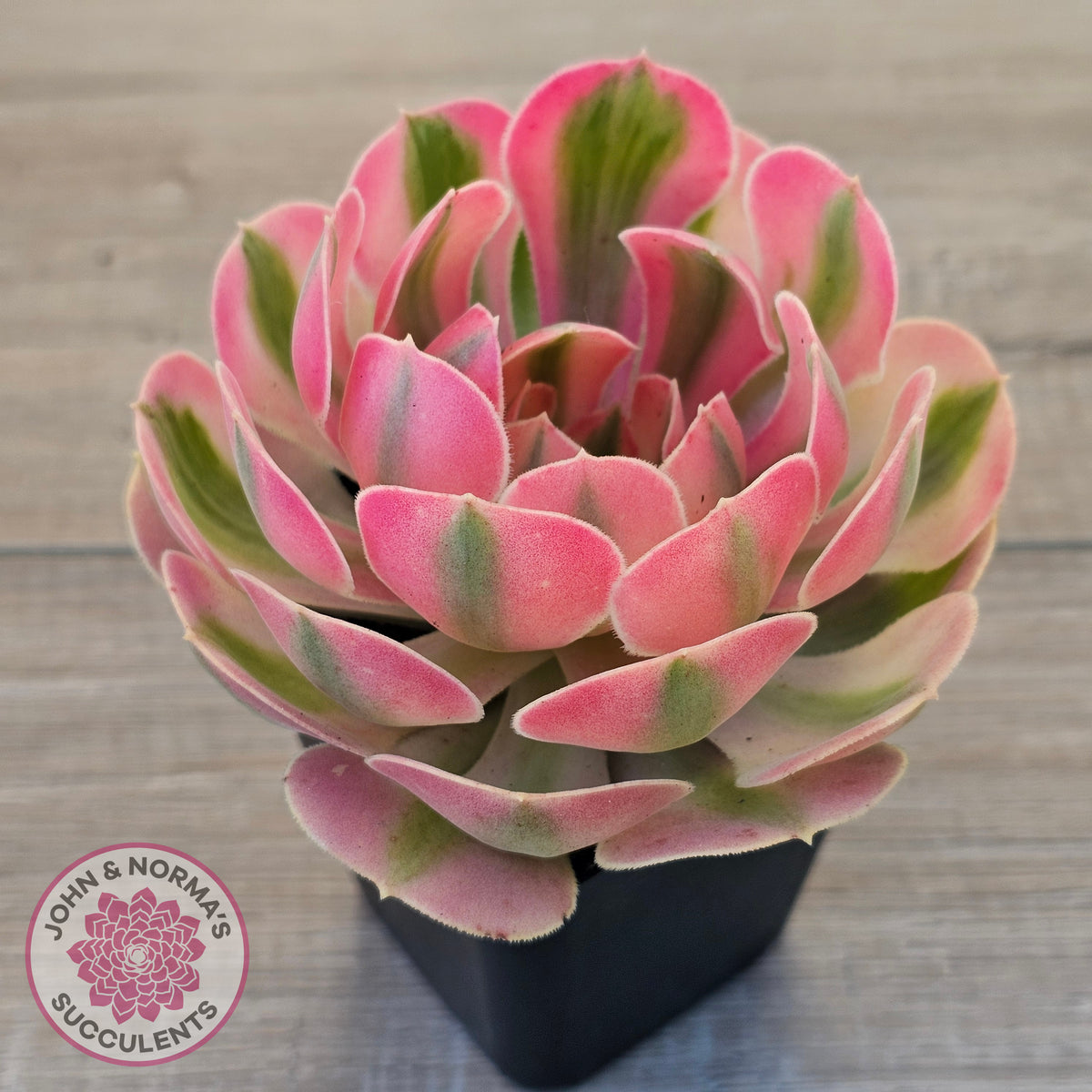 Aeonium 'Pink Witch'