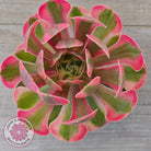 Aeonium 'Pink Witch'