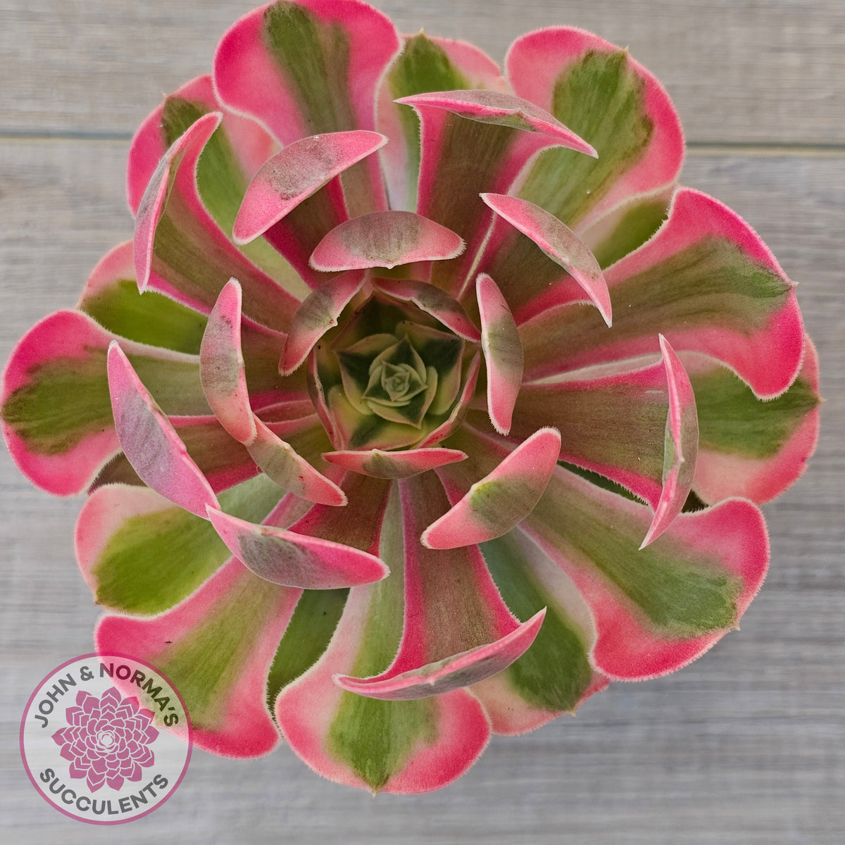 Aeonium 'Pink Witch'