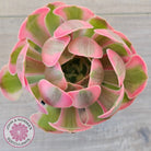 Aeonium 'Pink Witch'