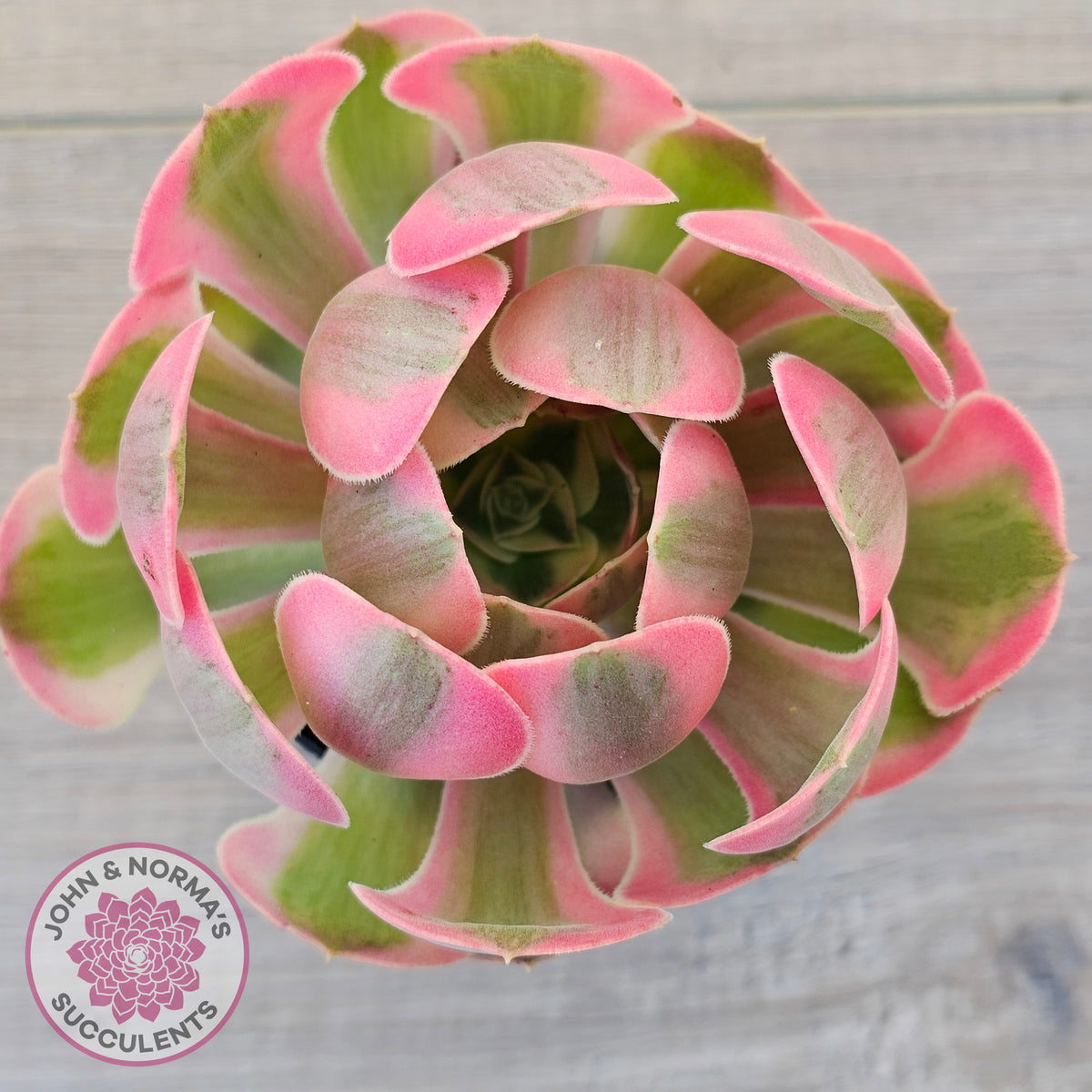 Aeonium 'Pink Witch'
