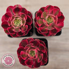 Aeonium 'Pink Witch'