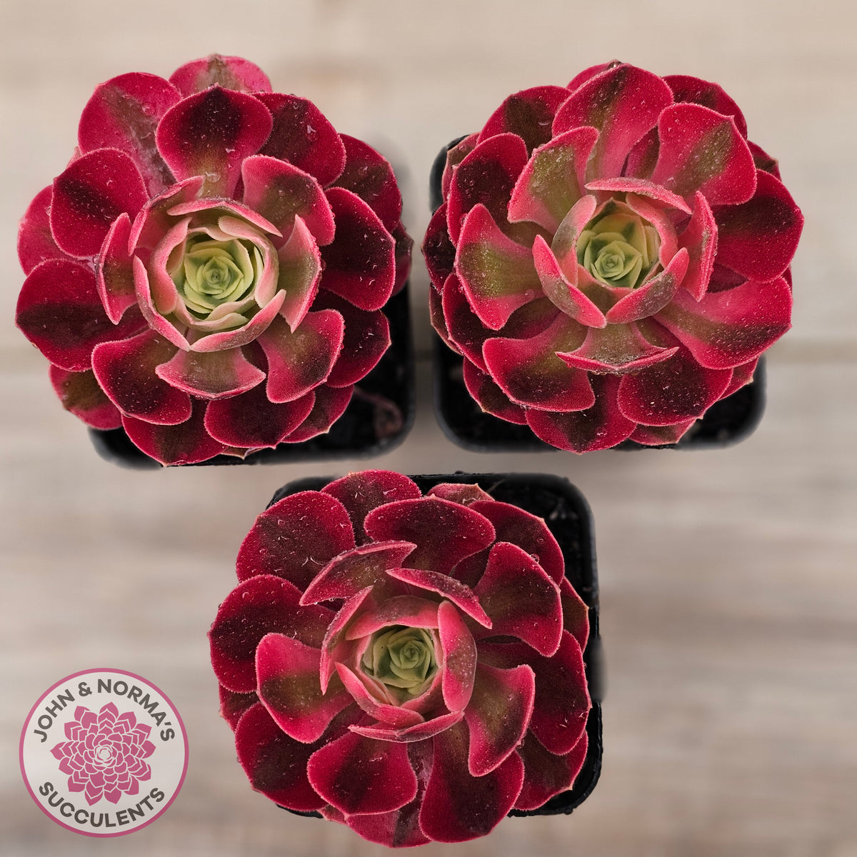 Aeonium 'Pink Witch'