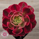 Aeonium 'Pink Witch'