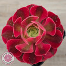 Aeonium 'Pink Witch'