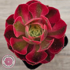Aeonium 'Pink Witch'