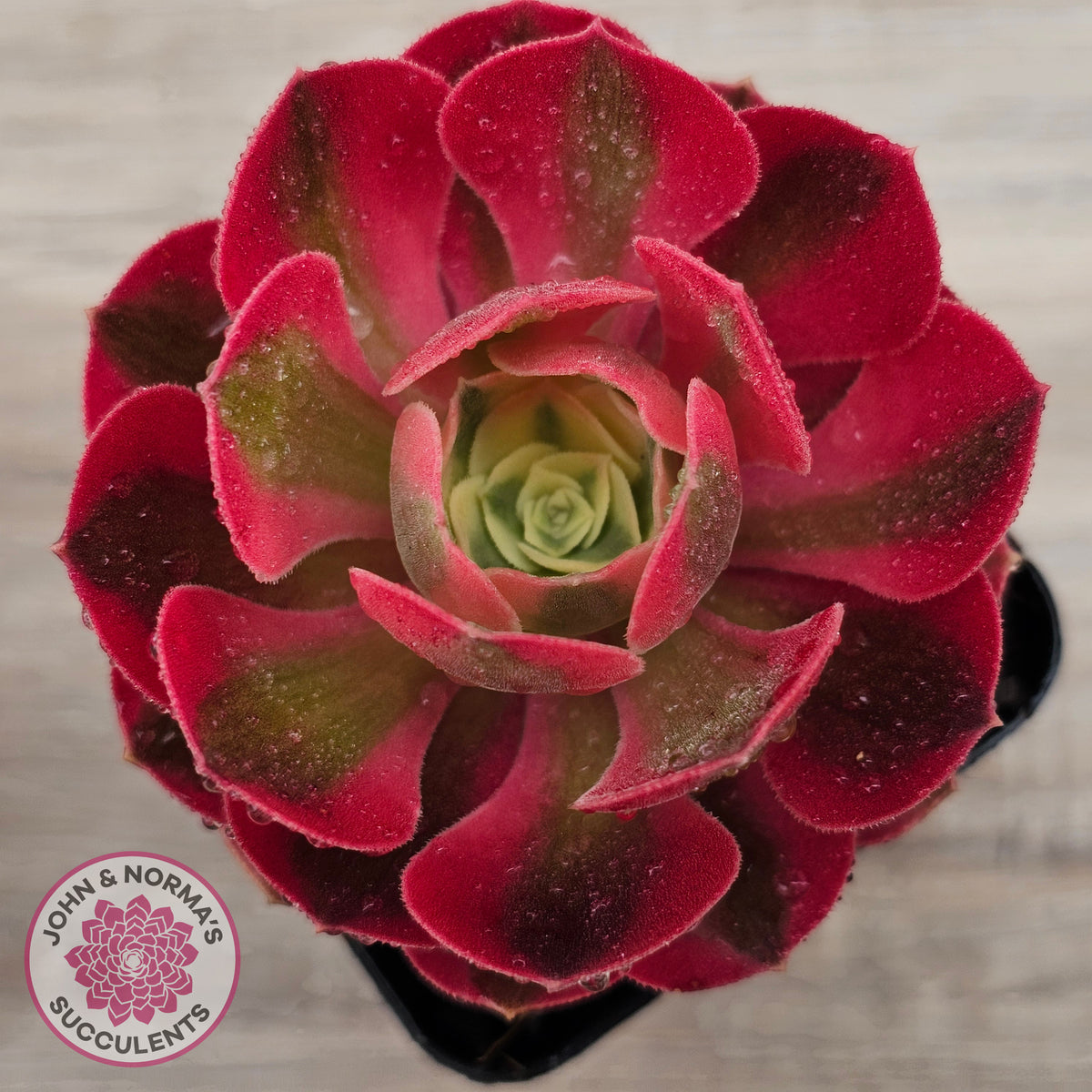Aeonium 'Pink Witch'