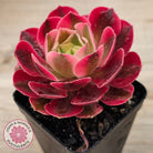 Aeonium 'Pink Witch'