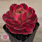 Aeonium 'Pink Witch'