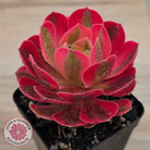 Aeonium 'Pink Witch'