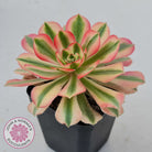 Aeonium 'Pink Witch'