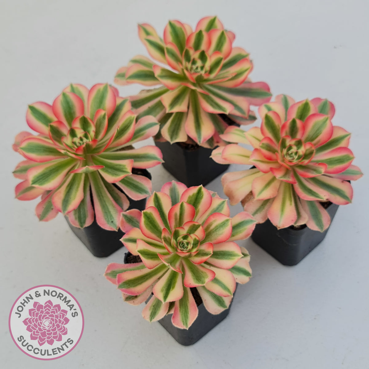 Aeonium 'Pink Witch'