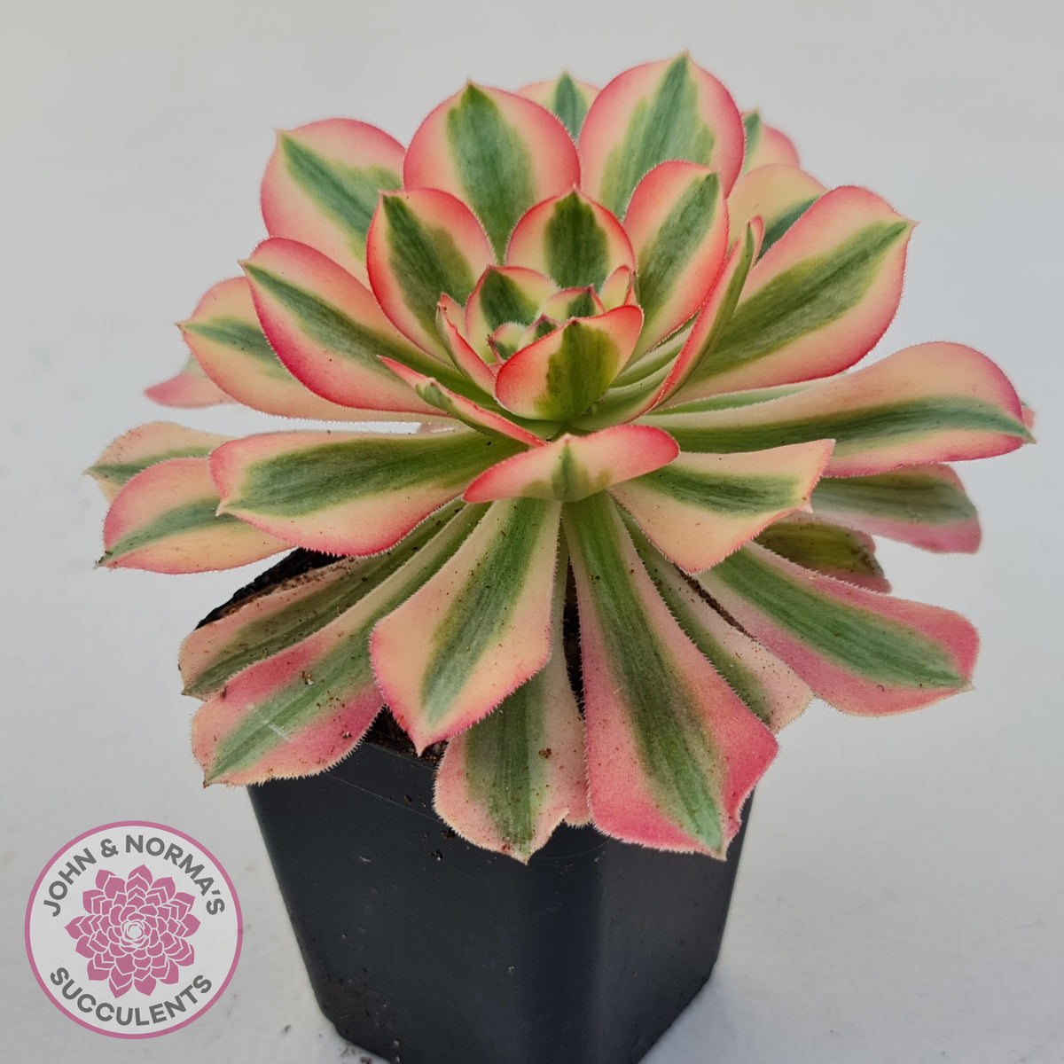 Aeonium 'Pink Witch'