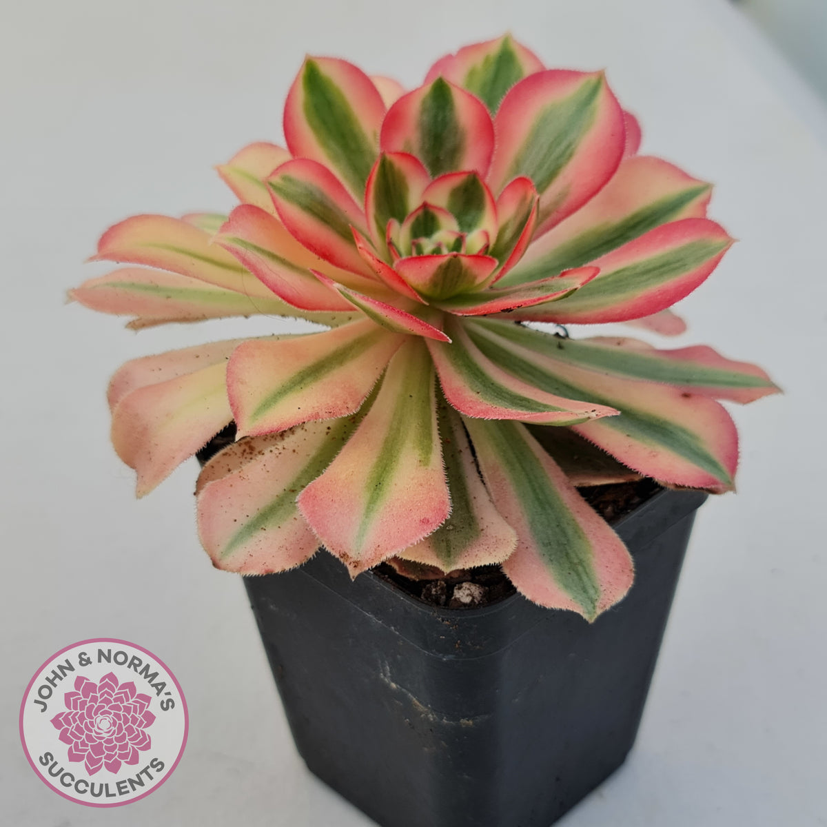 Aeonium 'Pink Witch'