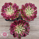 Aeonium 'Red Sunny'