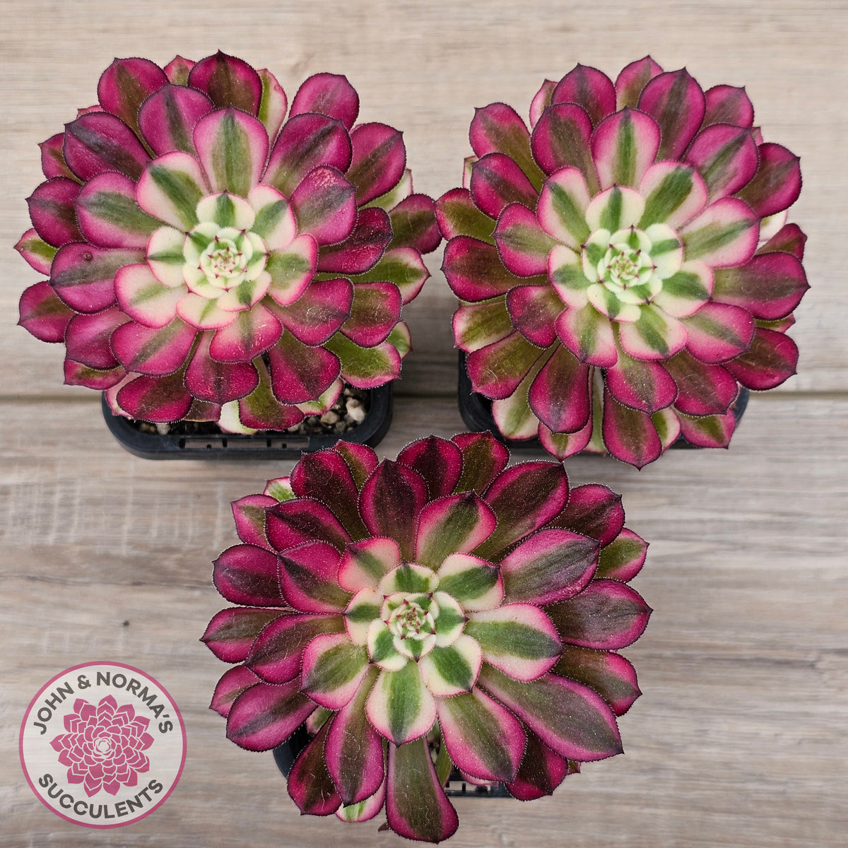 Aeonium 'Red Sunny'