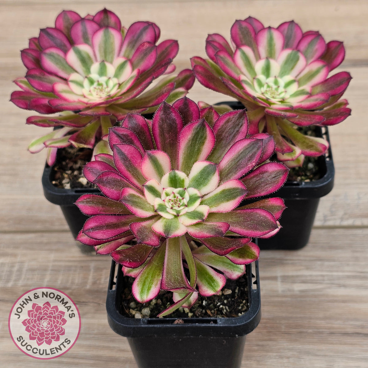 Aeonium 'Red Sunny'