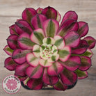 Aeonium 'Red Sunny'