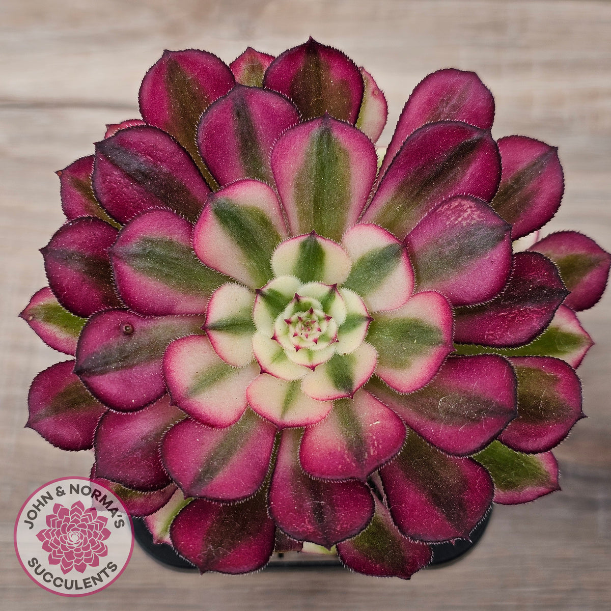 Aeonium 'Red Sunny'