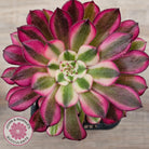 Aeonium 'Red Sunny'