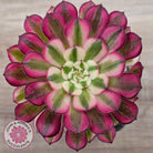Aeonium 'Red Sunny'