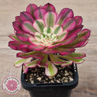 Aeonium 'Red Sunny'