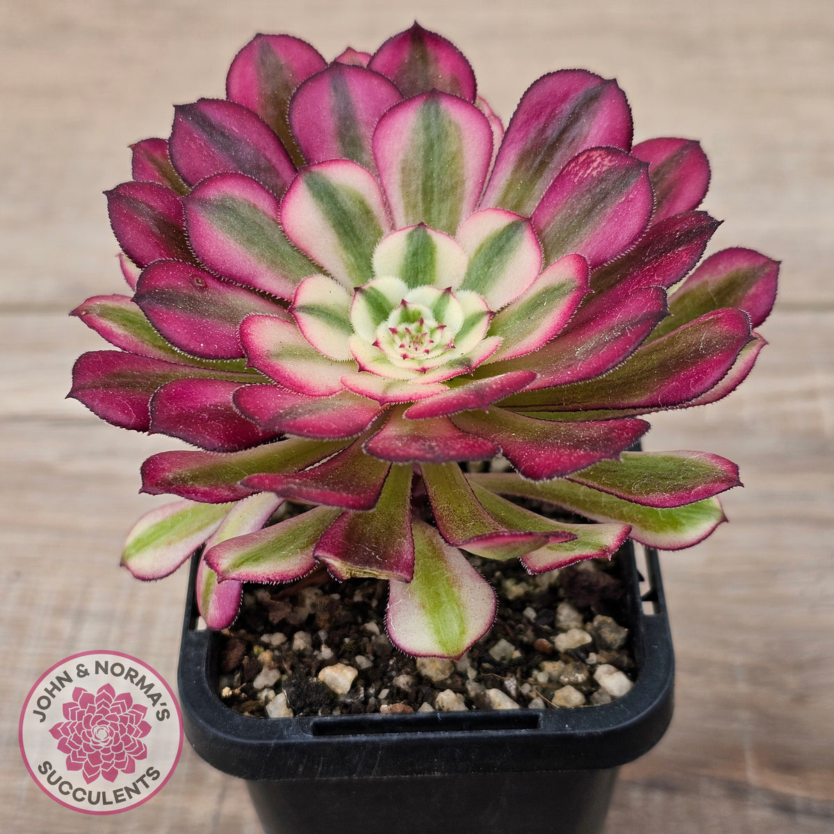 Aeonium 'Red Sunny'
