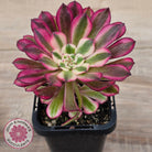 Aeonium 'Red Sunny'