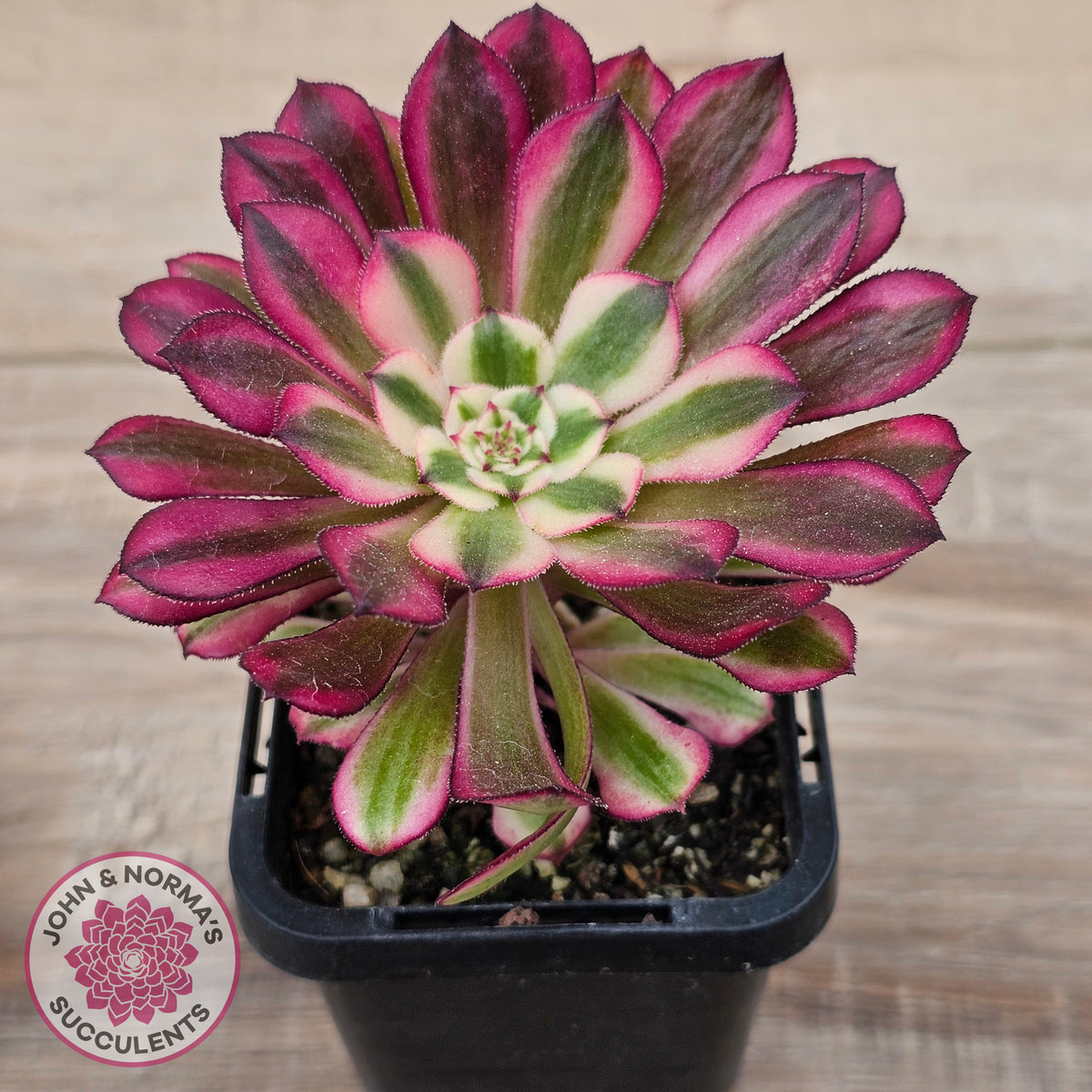 Aeonium 'Red Sunny'