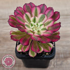 Aeonium 'Red Sunny'