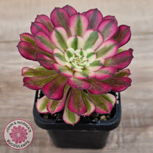 Load image into Gallery viewer, Aeonium &#39;Red Sunny&#39;
