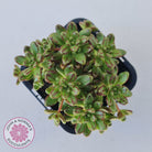 Aeonium sedifolium