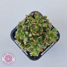 Aeonium sedifolium