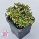 Aeonium sedifolium