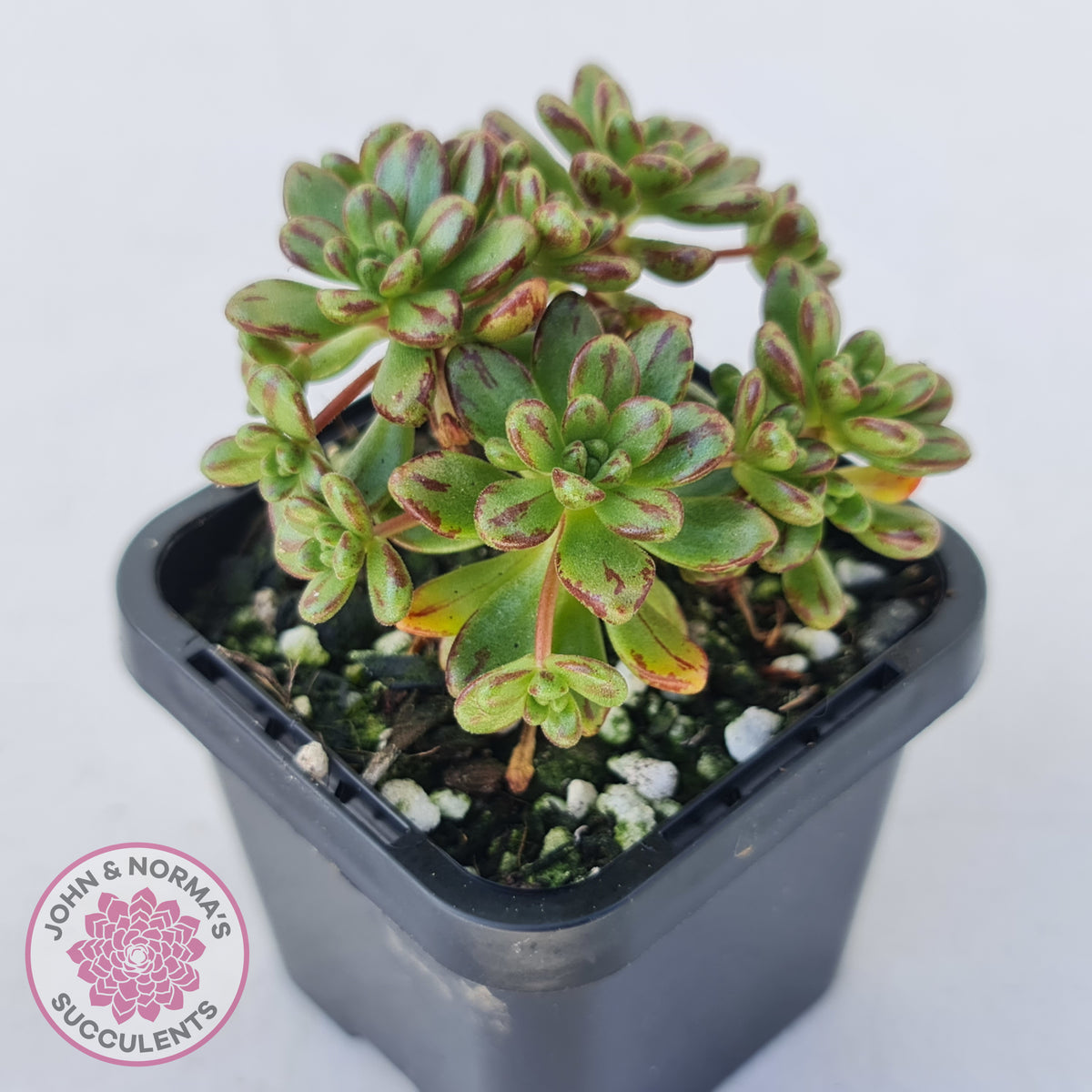 Aeonium sedifolium