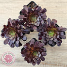 Aeonium 'Short Black'
