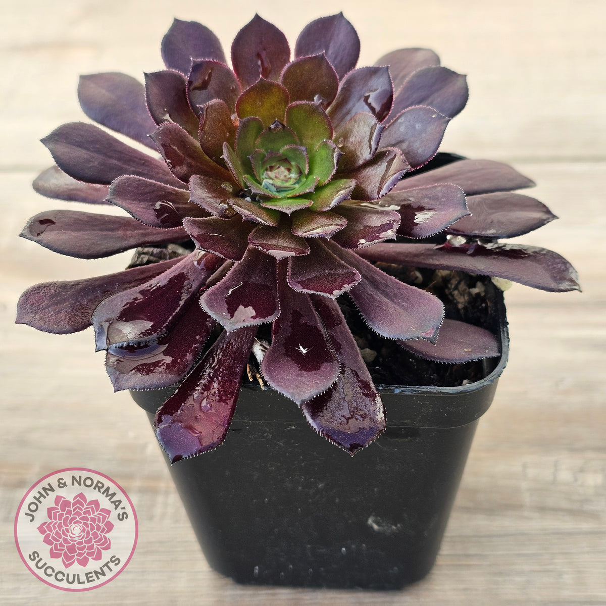 Aeonium 'Short Black'