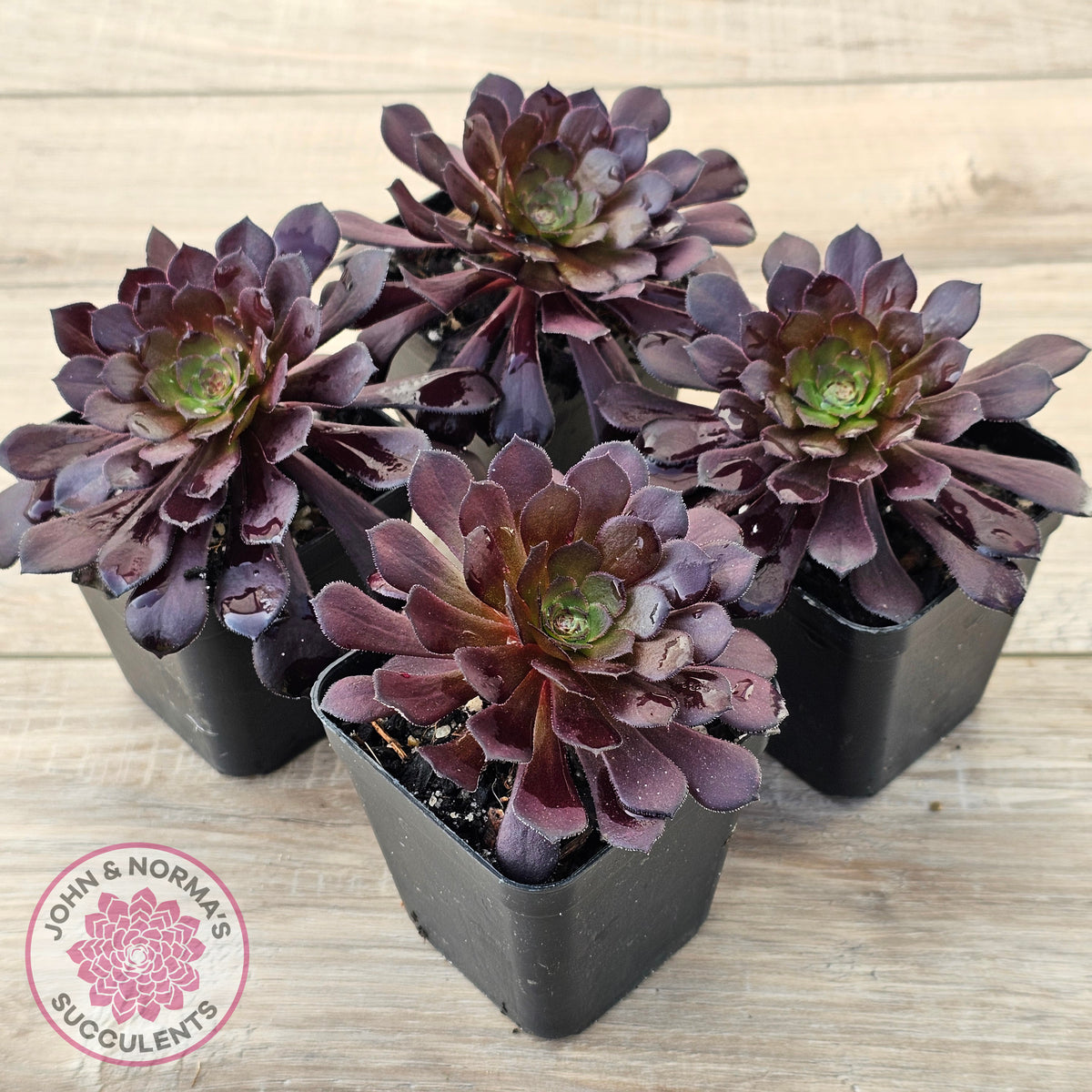 Aeonium 'Short Black'