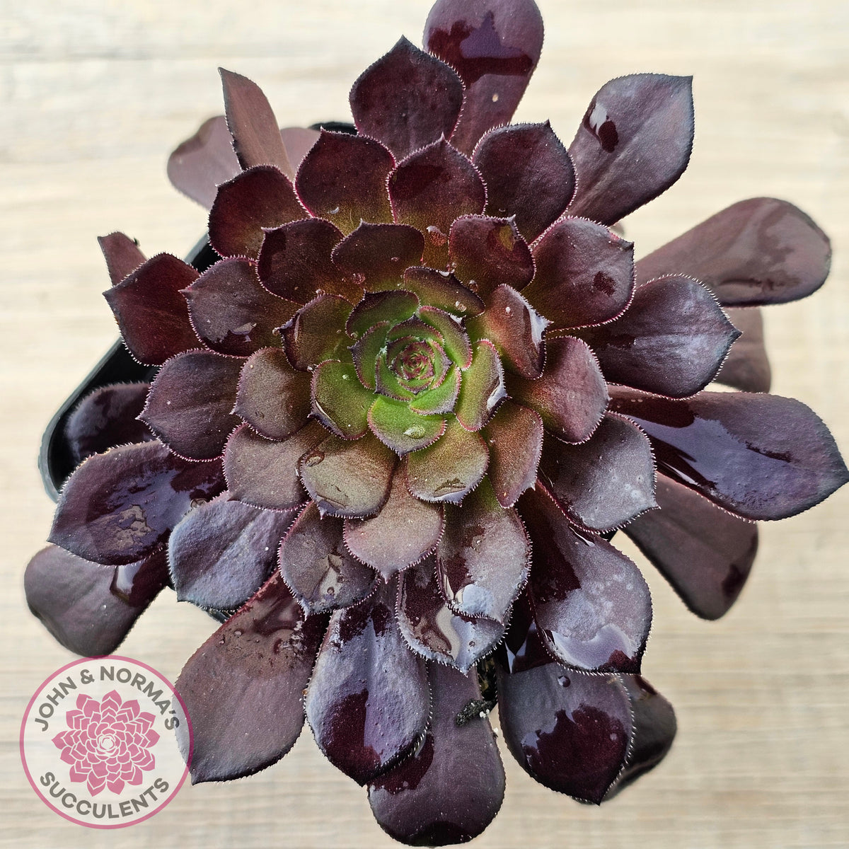 Aeonium 'Short Black'