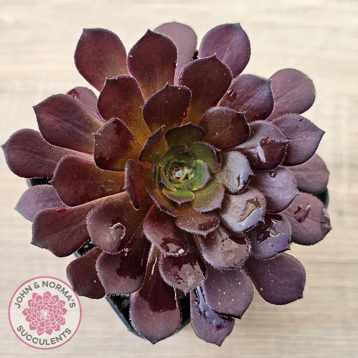 Aeonium 'Short Black'
