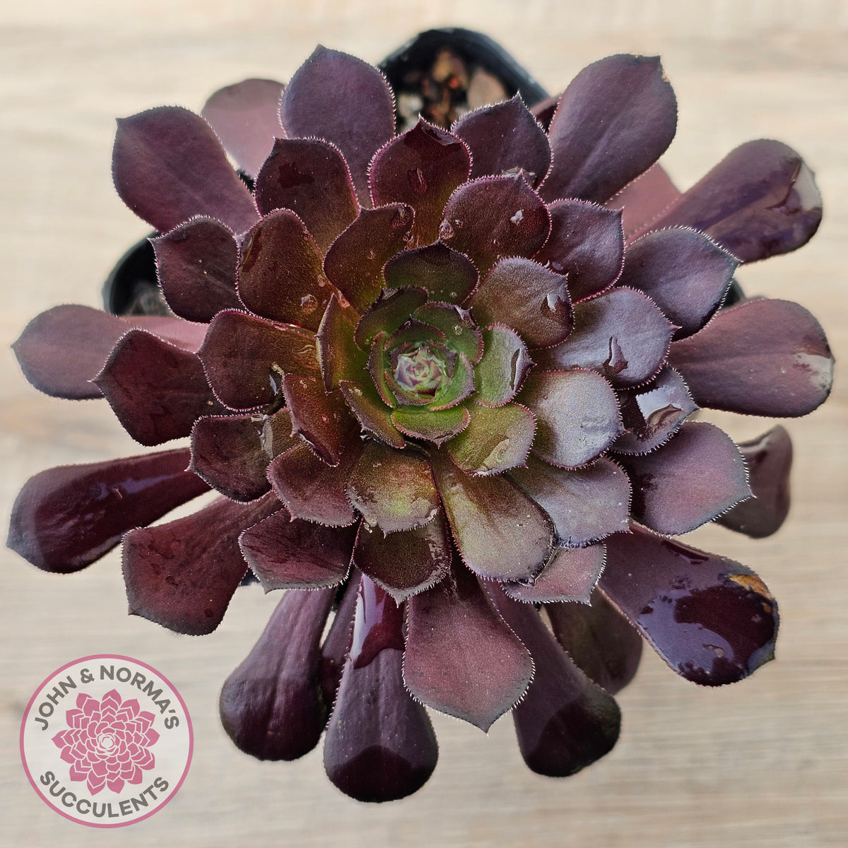 Aeonium 'Short Black'