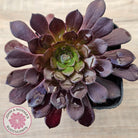 Aeonium 'Short Black'