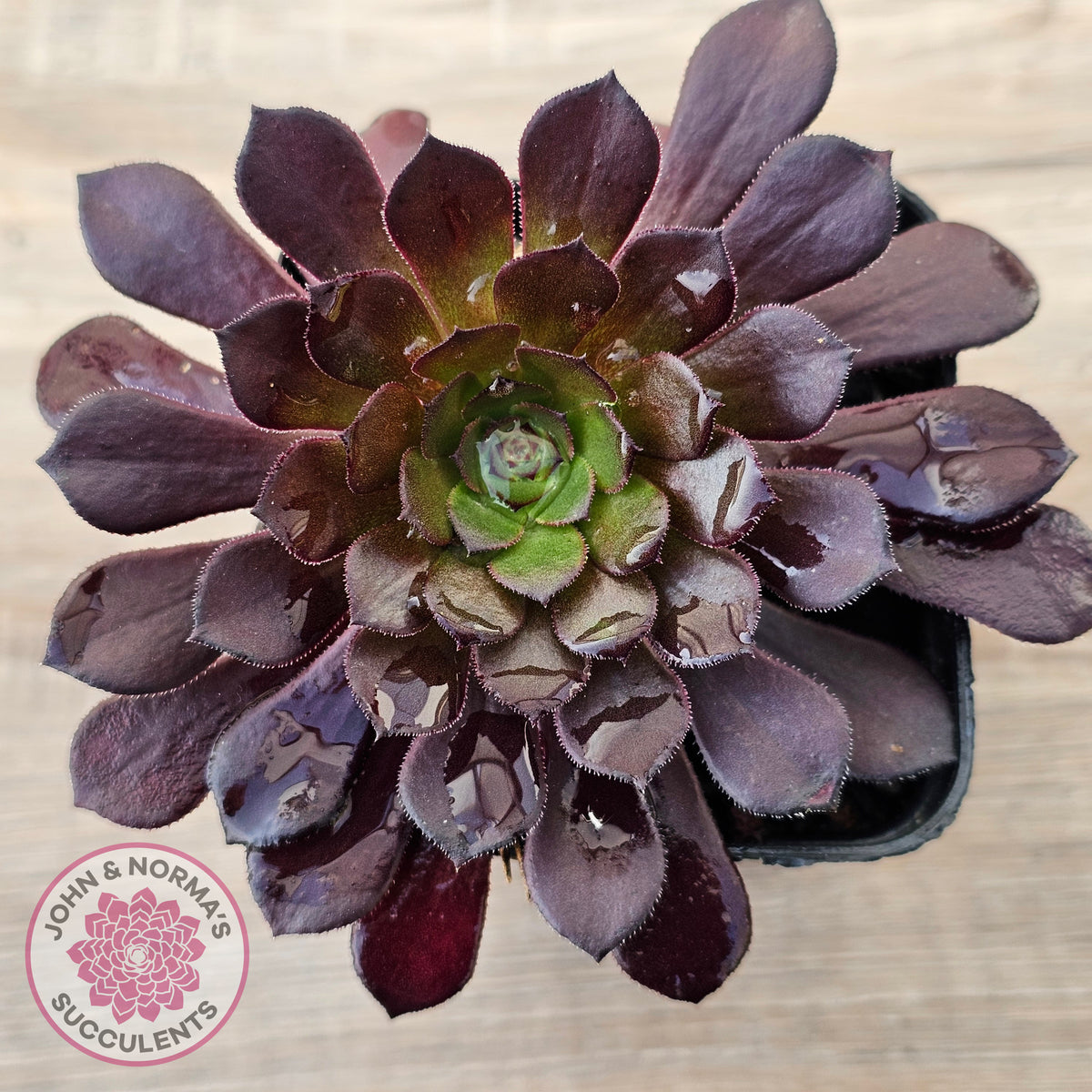 Aeonium 'Short Black'