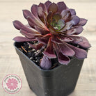 Aeonium 'Short Black'